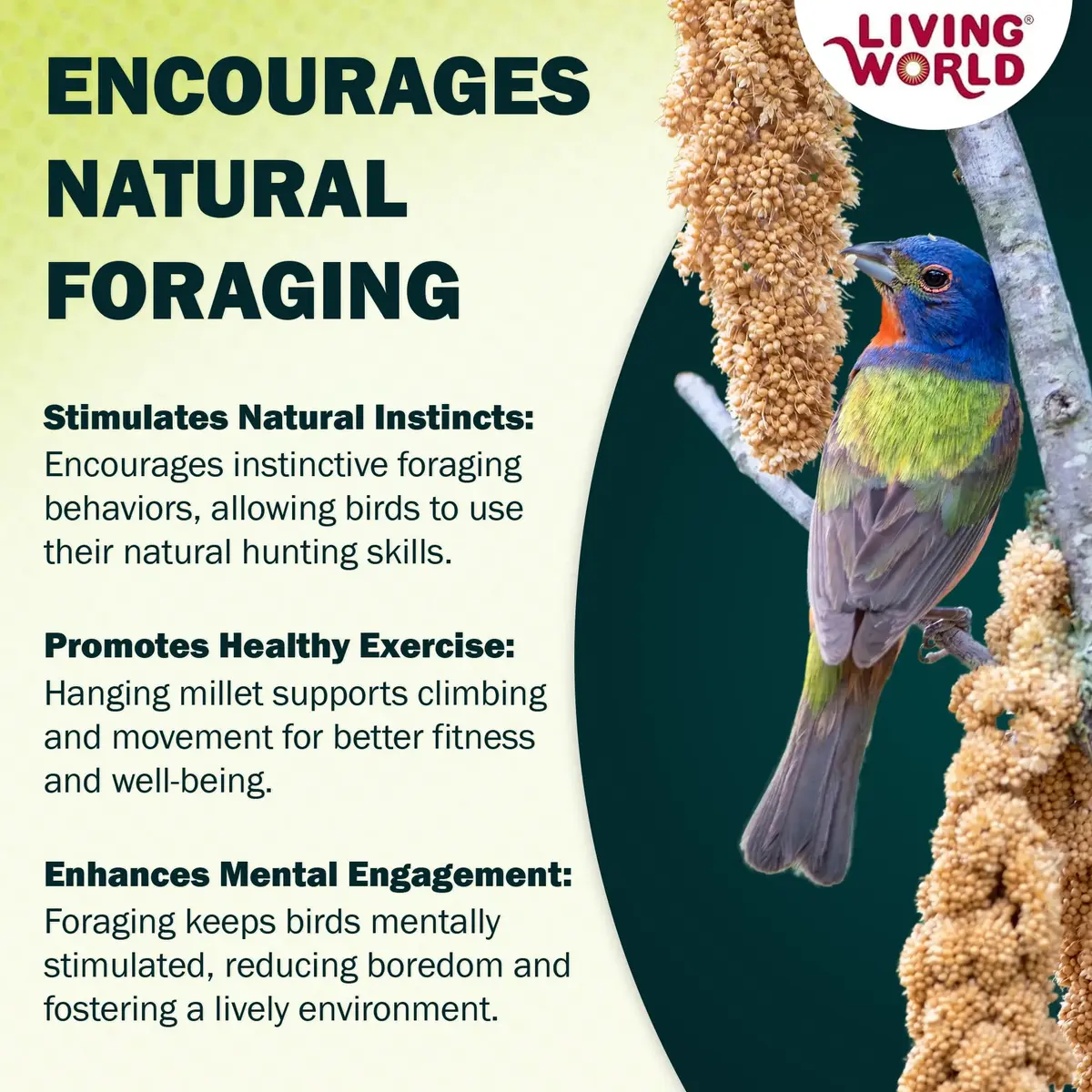 Living World Millet Spray for Birds 5 Pounds | Natural, Fresh & Nutritious Bird Treat - view 6