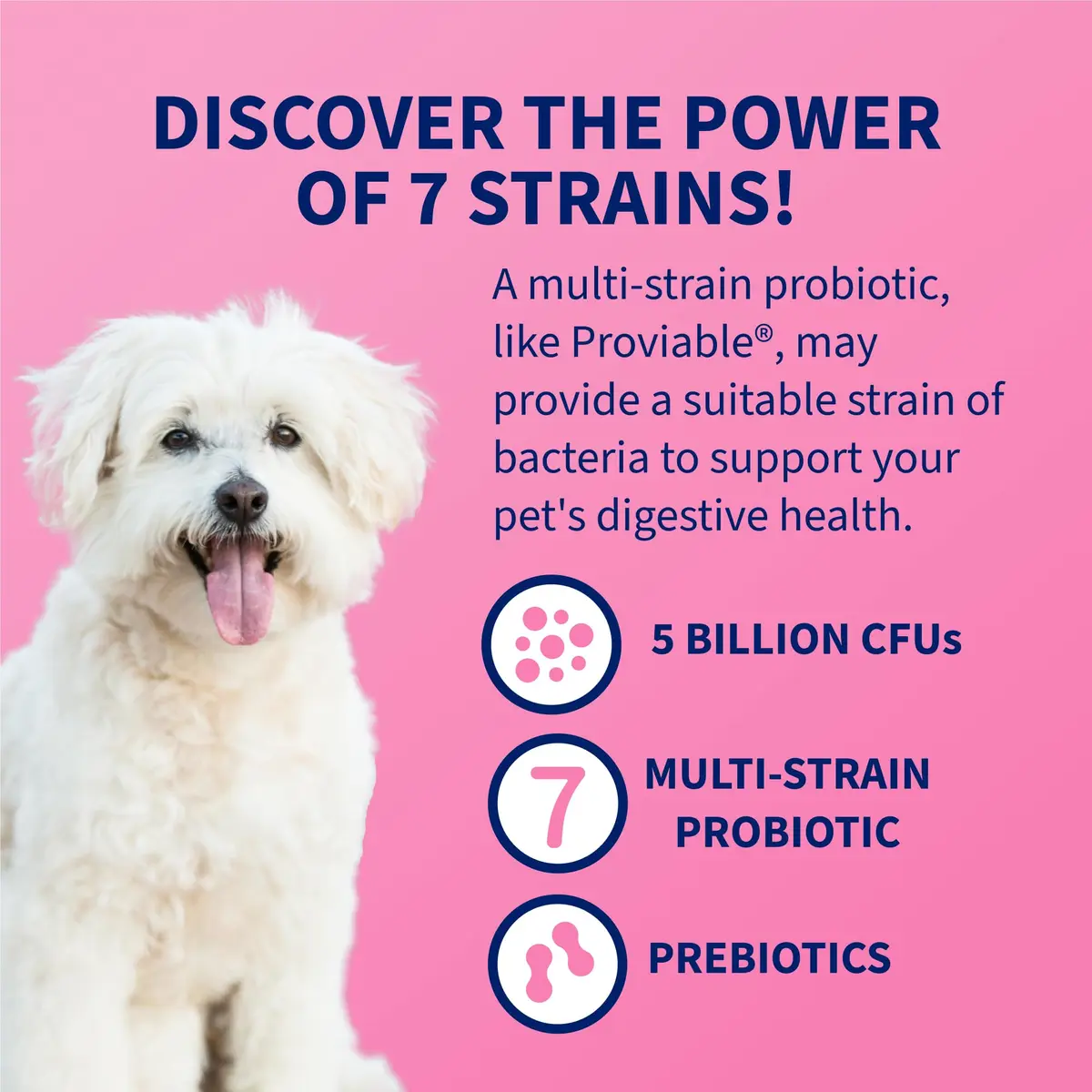 Nutramax Proviable Probiotics + Prebiotics for Dogs & Cats, Capsules, 80ct | Supports Gut Balance & Digestive Health - view 4