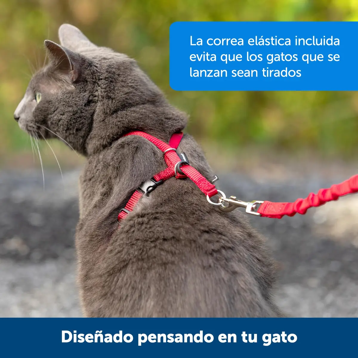 PetSafe Come With Me Kitty Harness and Bungee Leash, Medium, Black/Silver | Safe Outdoor Walks for Cats - view 5