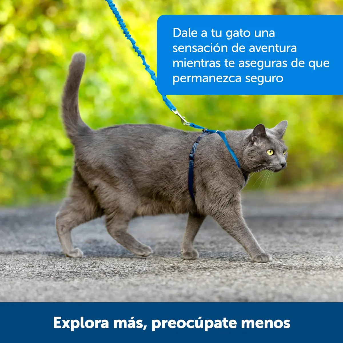 PetSafe Come With Me Kitty Harness and Bungee Leash, Medium, Black/Silver | Safe Outdoor Walks for Cats - view 6