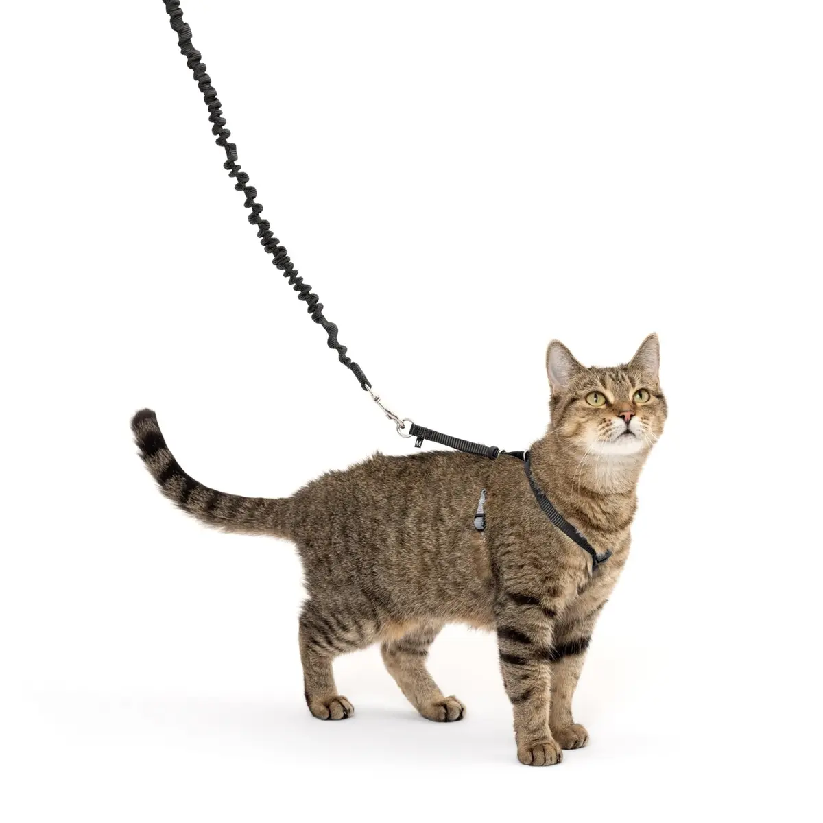 PetSafe Come With Me Kitty Harness and Bungee Leash, Medium, Black/Silver | Safe Outdoor Walks for Cats - main product image