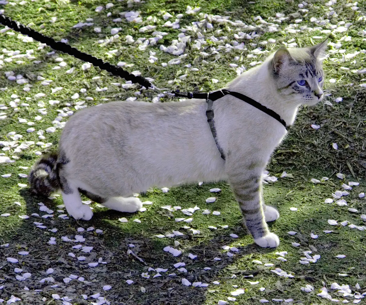 PetSafe Come With Me Kitty Harness and Bungee Leash, Medium, Black/Silver | Safe Outdoor Walks for Cats - view 2