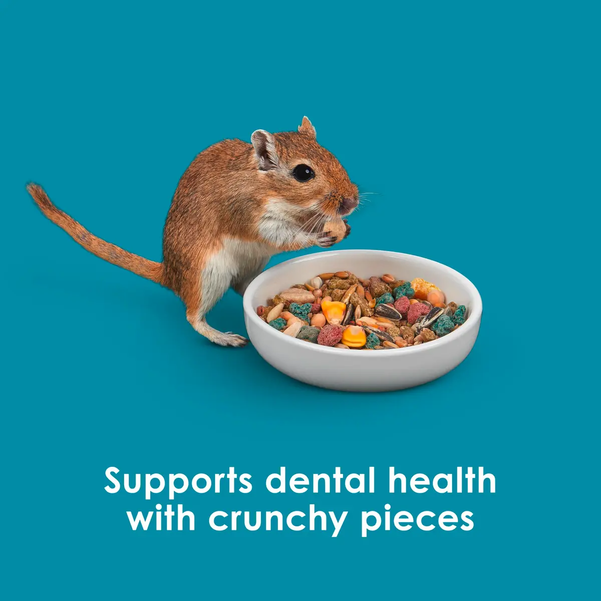 Kaytee Forti-Diet Pro Health Nourish+Protect Hamster & Gerbil Food 3 Pound | Supports Digestive & Immune Health - view 8