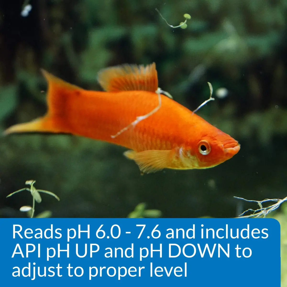 API pH Test & Adjuster Kit 250-Test Freshwater Aquarium Water pH Test and Adjuster Kit | Monitors and Adjusts pH for Fish Health - view 5