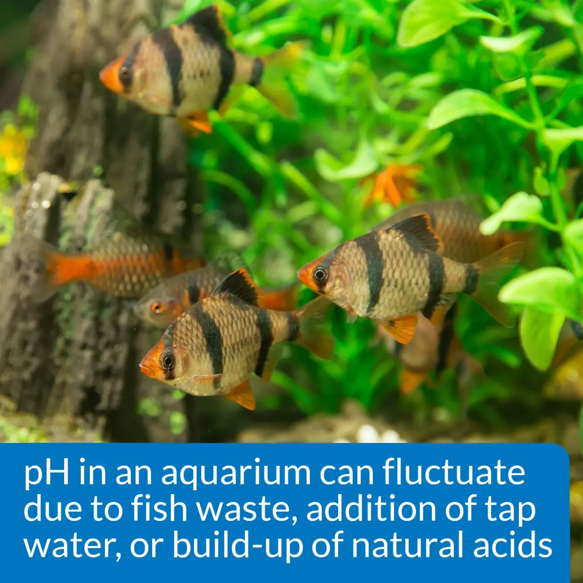 API pH Test & Adjuster Kit 250-Test Freshwater Aquarium Water pH Test and Adjuster Kit | Monitors and Adjusts pH for Fish Health - view 6
