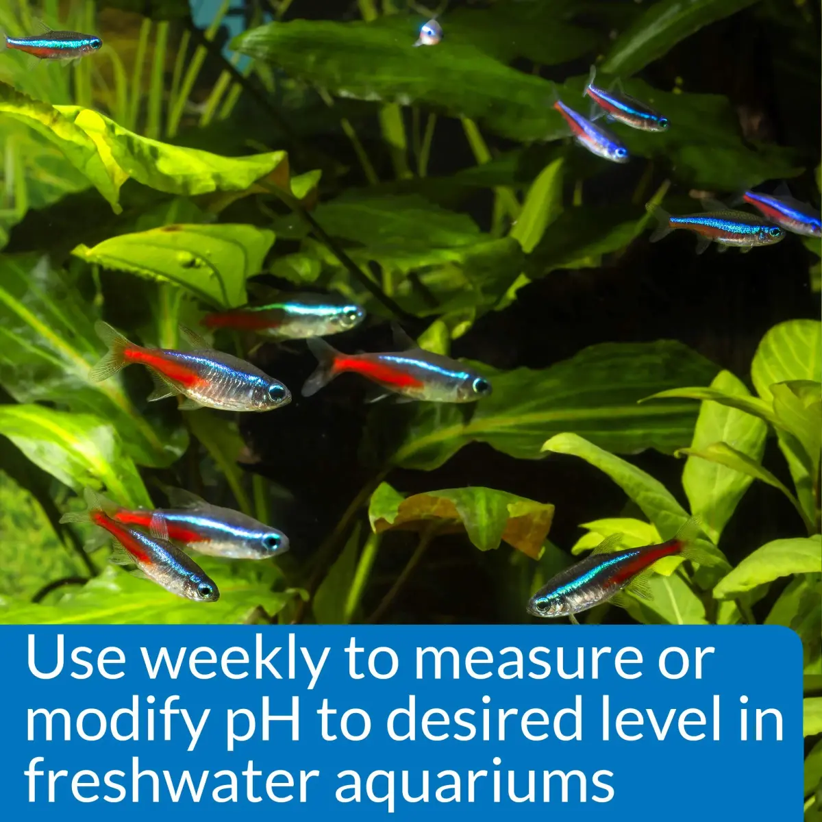 API pH Test & Adjuster Kit 250-Test Freshwater Aquarium Water pH Test and Adjuster Kit | Monitors and Adjusts pH for Fish Health - view 4