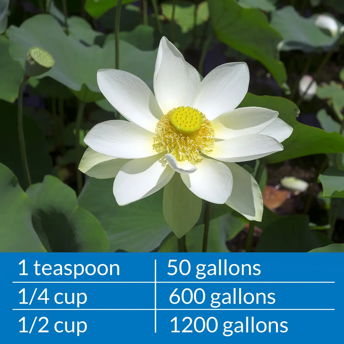 API PONDCARE MICROBIAL ALGAE CLEAN 16 oz Pond Treatment | Biological Algae Control for Water Gardens - view 5