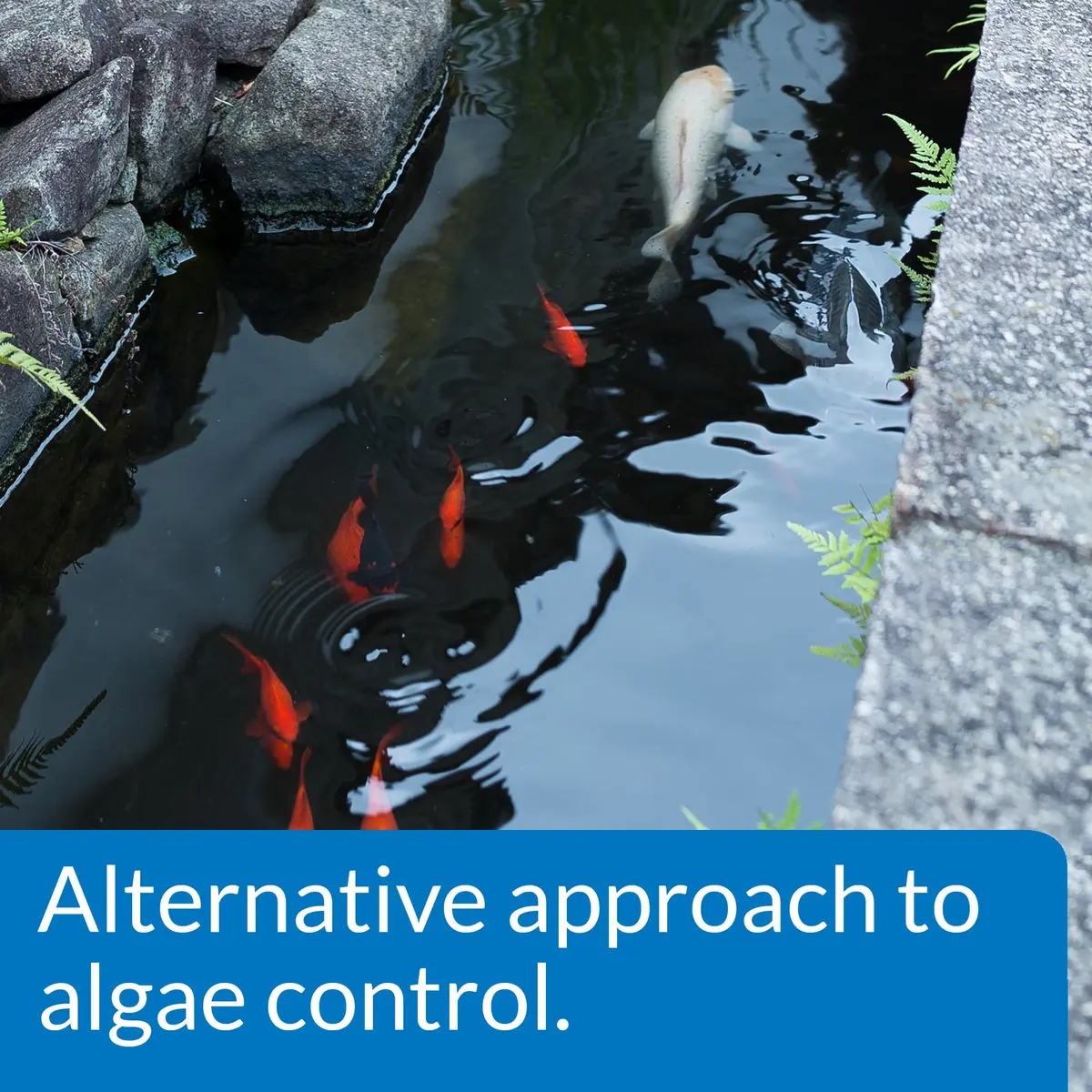 API PONDCARE MICROBIAL ALGAE CLEAN 16 oz Pond Treatment | Biological Algae Control for Water Gardens - view 4