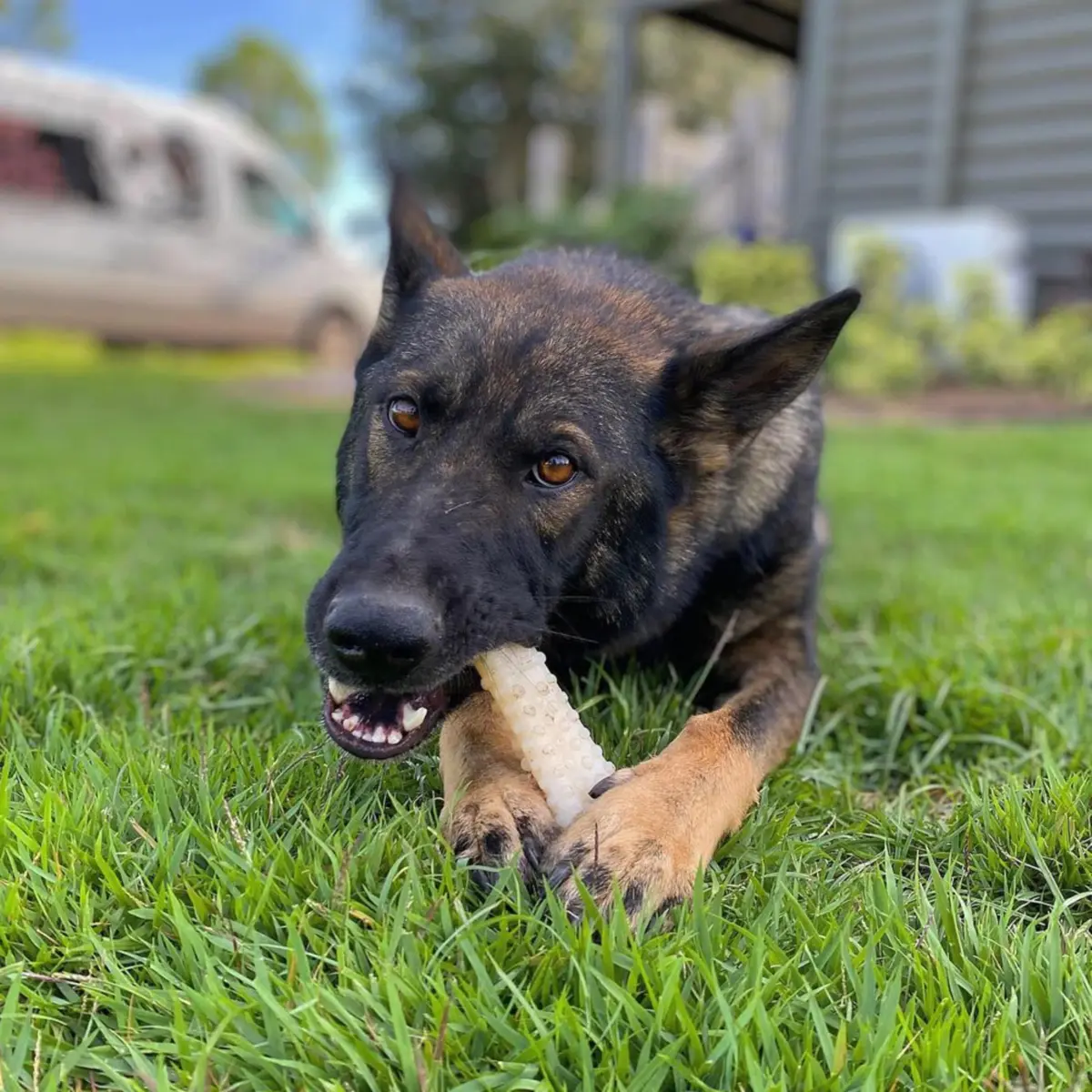 Nylabone Power Chew Textured Bone Dog Chew Toy X-Large | Durable Nylon for Aggressive Chewers - view 2