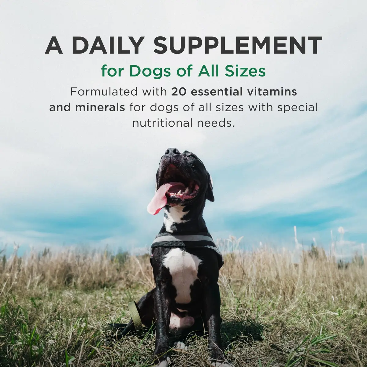 Pet-Tabs Plus Multivitamin for Dogs 60 Chewables | Supports Wellness & Coat Health - view 3