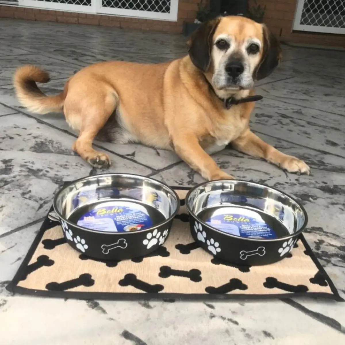 Loving Pets Bella Dog Bowls - Stainless Steel Spill Proof Pet Food & Water Bowl, Large 35-65 lbs, Espresso - view 5