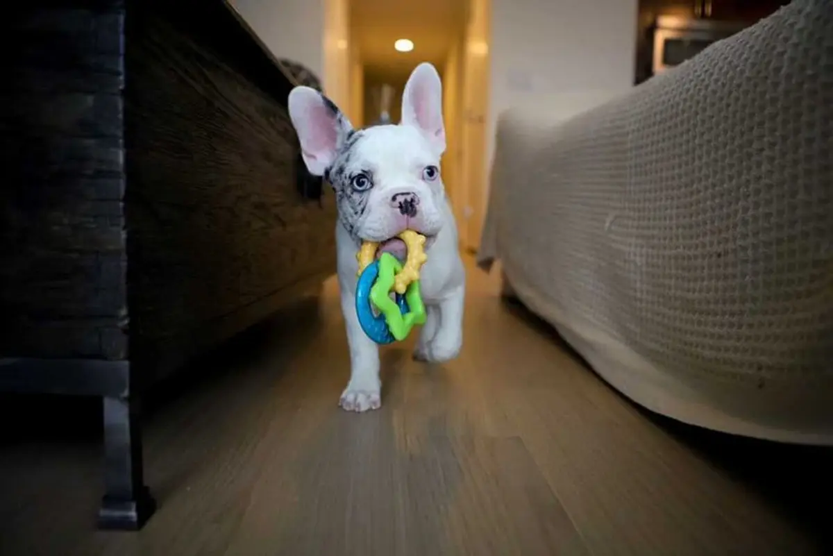 Nylabone Puppy Power Chew Teething Rings Dog Chew Toy, Bacon Flavor, Small | Durable Nylon Chew for Puppies Up to 25 lbs - view 6