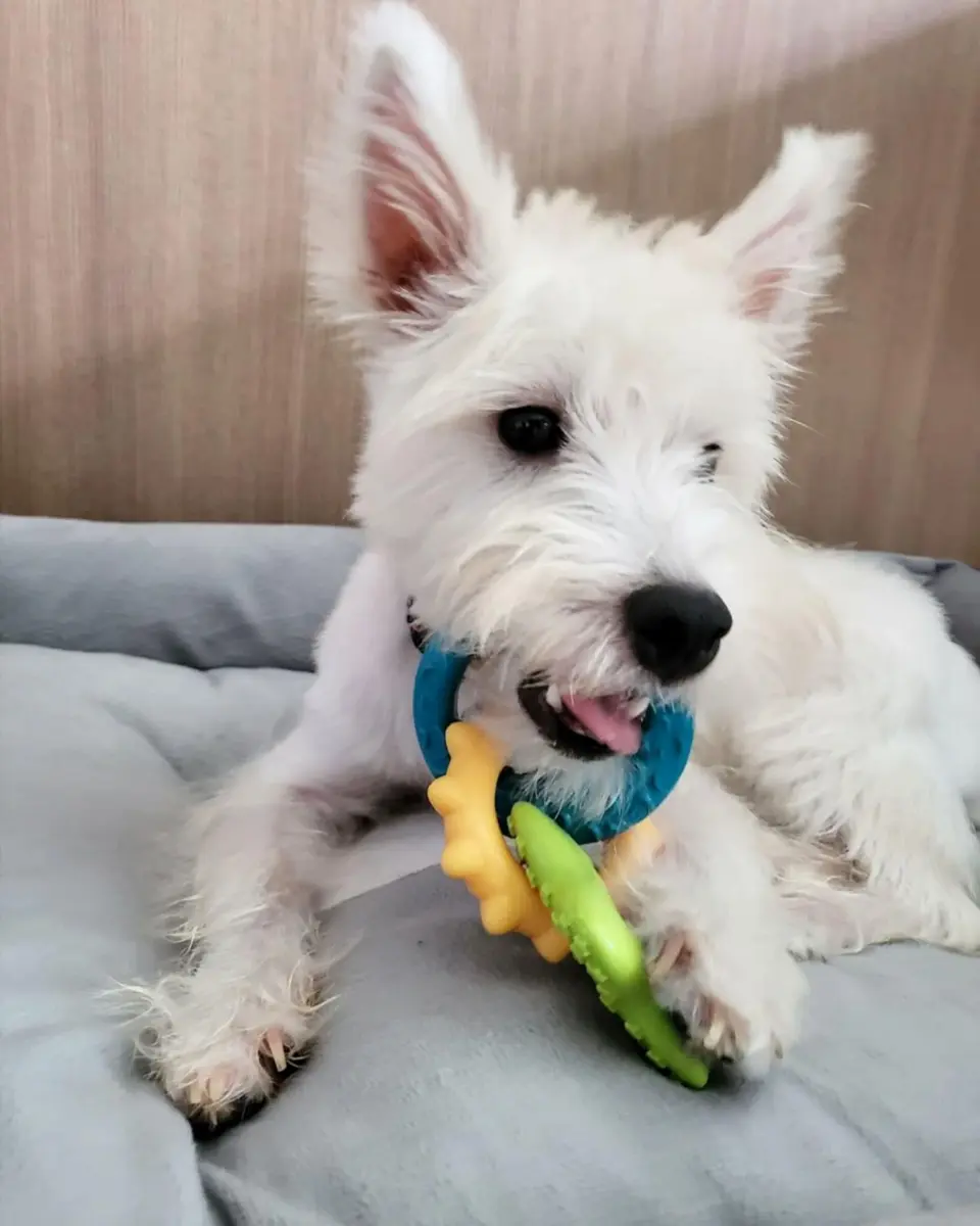 Nylabone Puppy Power Chew Teething Rings Dog Chew Toy, Bacon Flavor, Small | Durable Nylon Chew for Puppies Up to 25 lbs - view 3