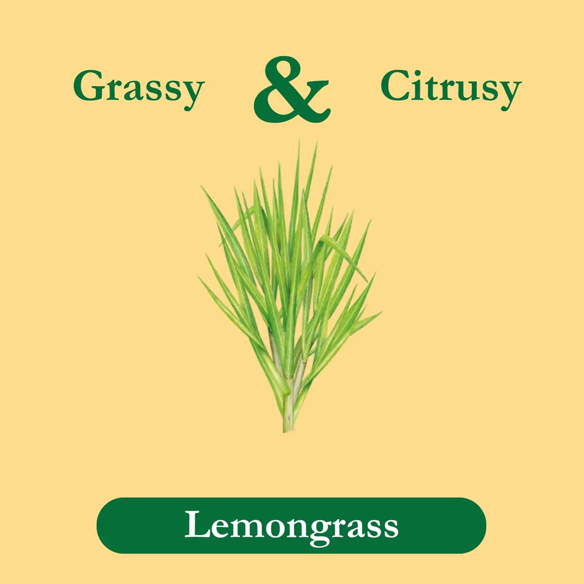 Tadin Lemongrass Tea, Herbal Tea, Caffeine Free, 24 Tea Bags | Citrus & Lemon Notes, Supports Relaxation - view 2