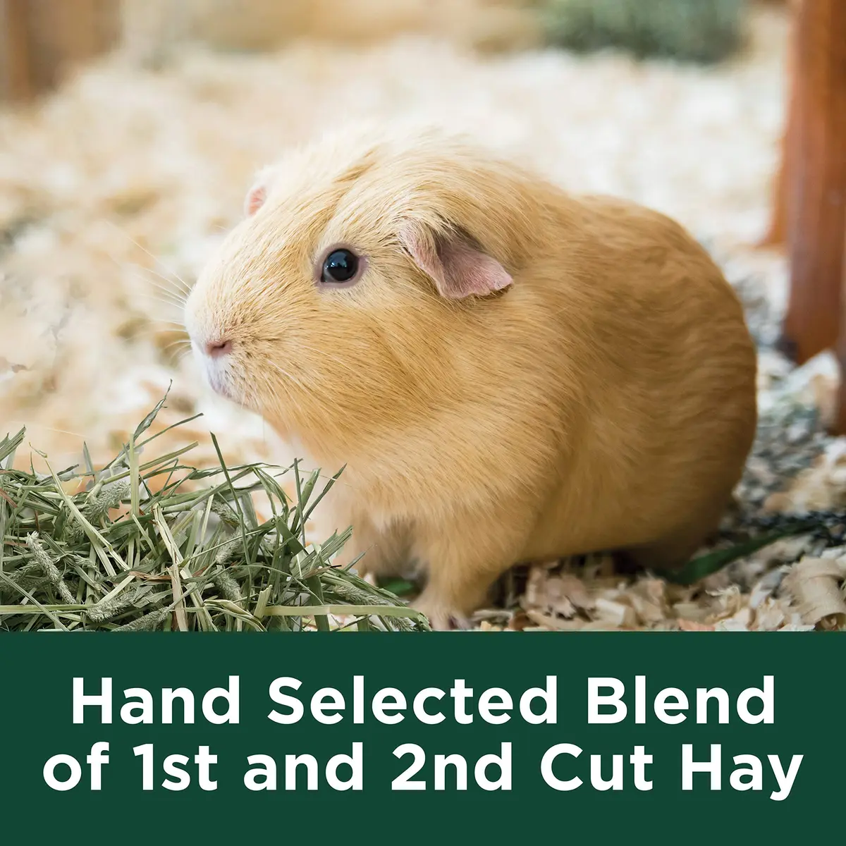 Kaytee All Natural Timothy Hay Plus Carrots for Guinea Pig & Rabbit | High Fiber, Fresh, USA Grown - view 5