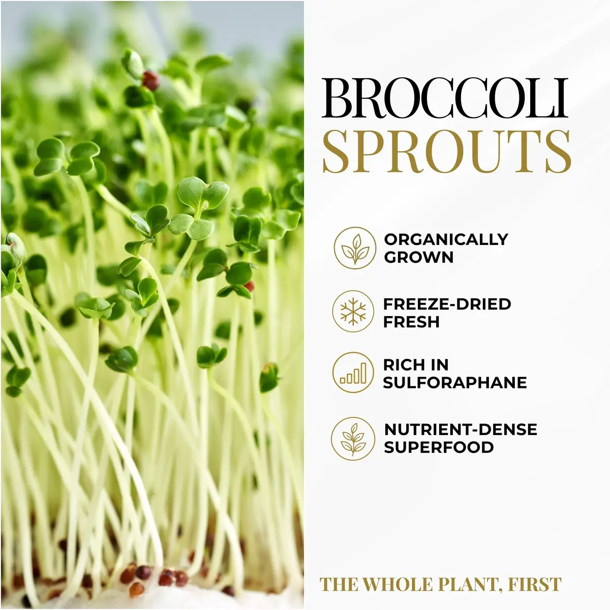 ECLECTIC INSTITUTE Organic Broccoli Sprouts Capsules 150 CT | Antioxidants & Cellular Support - view 5