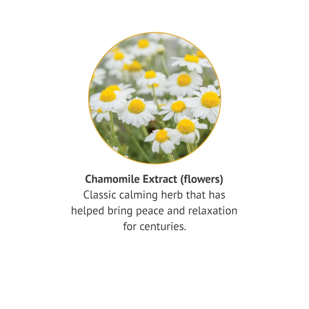 Botanic Choice Chamomile Flower Alcohol Free Liquid Extract 1 Fl Oz | Calming Herb for Relaxation - view 4