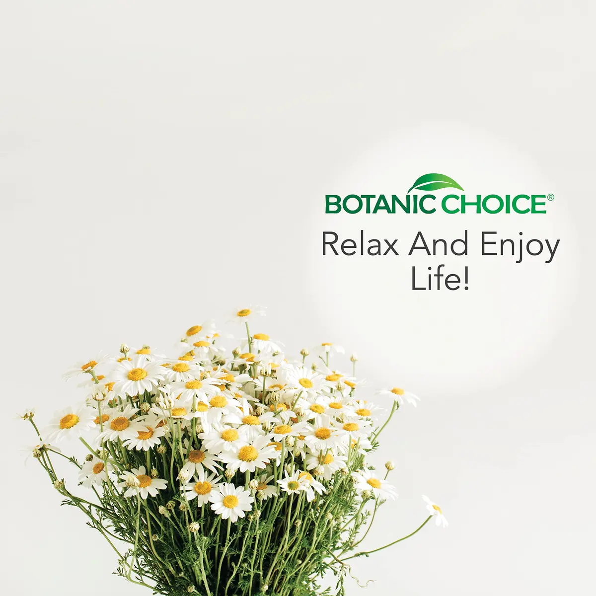 Botanic Choice Chamomile Flower Alcohol Free Liquid Extract 1 Fl Oz | Calming Herb for Relaxation - view 6