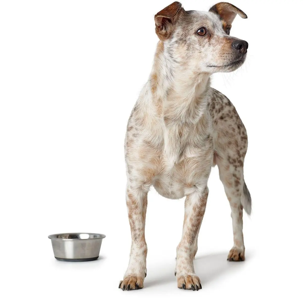Hunter Stainless Steel Dog Bowl - 2700 ML | Non-Slip, Dishwasher Safe, Medium - view 4