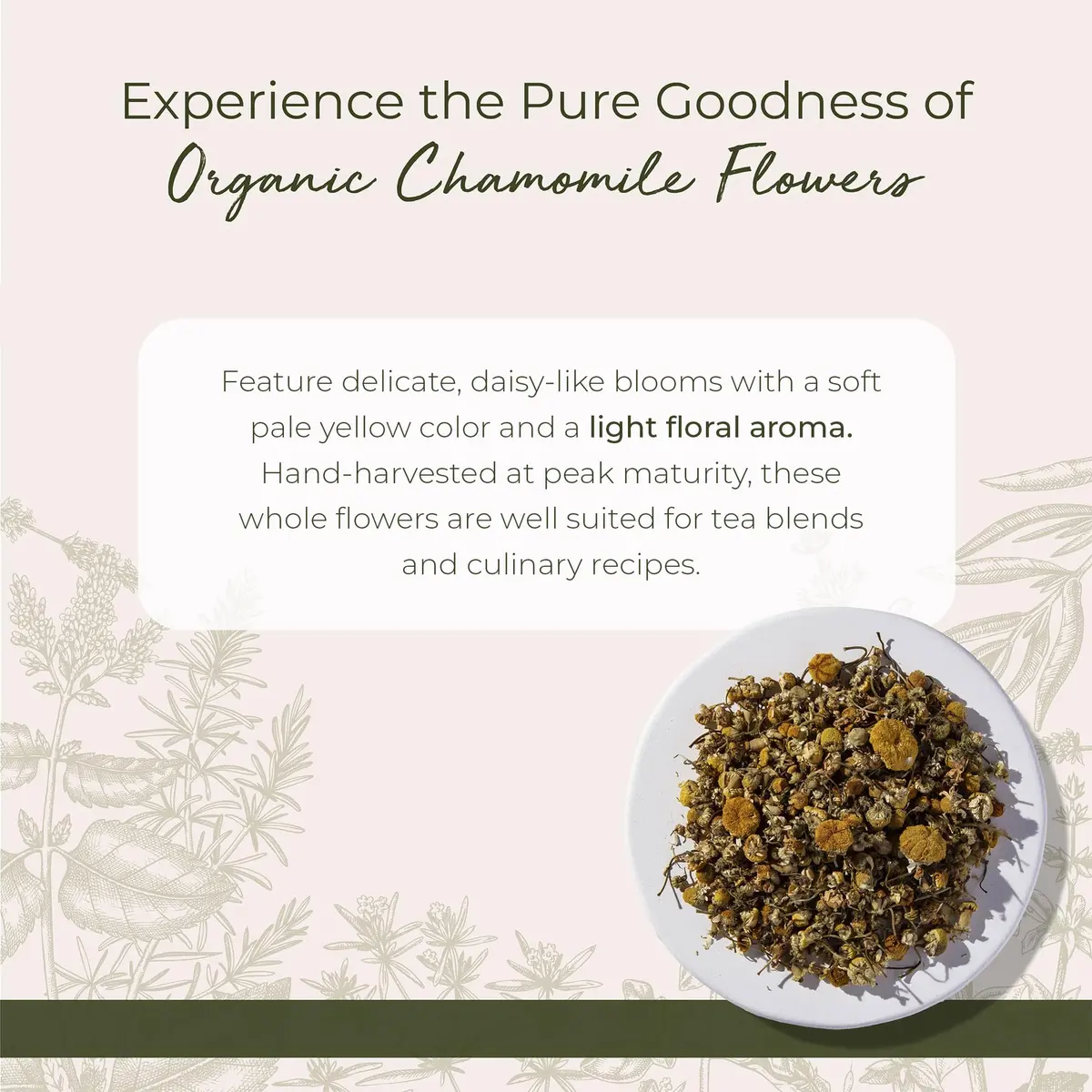 Starwest Botanicals Organic Chamomile Flowers Whole - 16 Oz | Pure Egyptian Herb for Tea & Baking - view 2