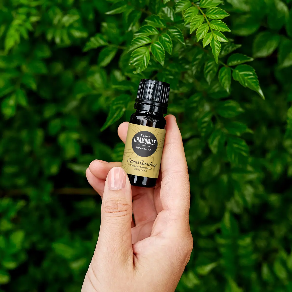 Edens Garden Roman Chamomile Essential Oil 10 ml | Relaxing Aromatherapy for Calm & Sleep - view 2