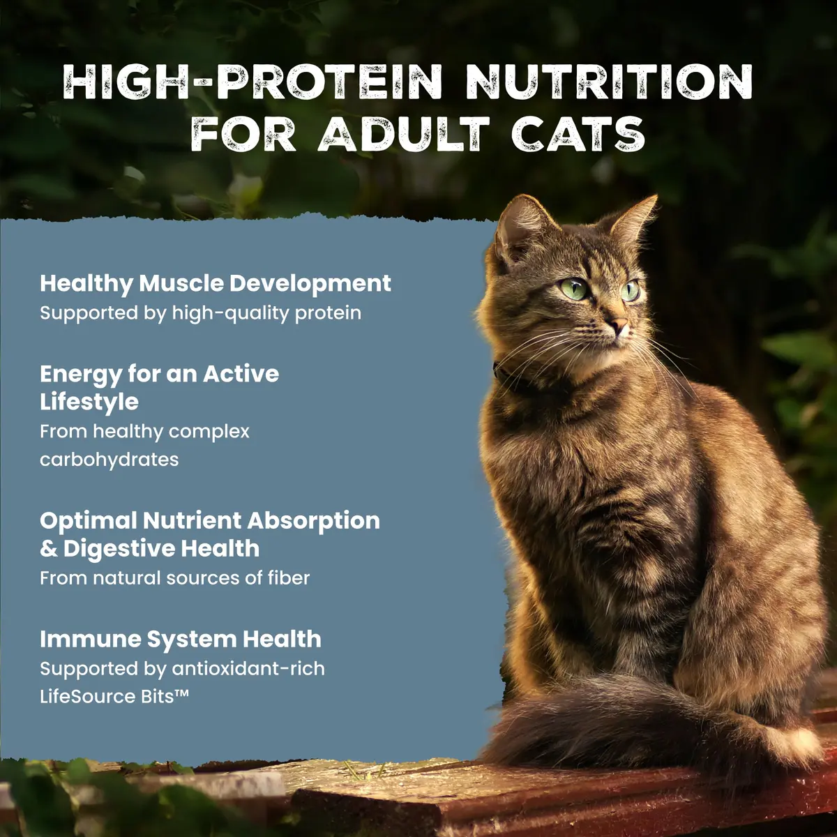 Blue Buffalo Wilderness Chicken Adult Dry Cat Food, Grain-Free, 12 lb | High-Protein, Natural Nutrition - view 3