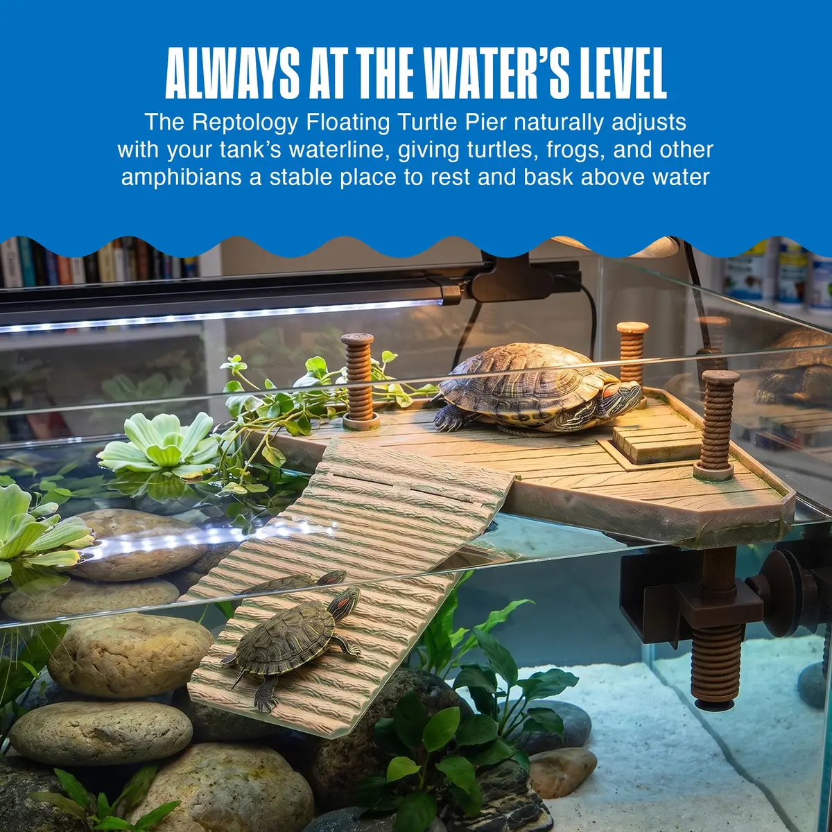 Penn-Plax Reptology Turtle Pier and Basking Platform, Medium - Adjust Height Up to 12 In - Floats at Water Level - Easy Ramp Access for Turtles, Frogs & Reptiles in Aquariums or Terrariums, 11.5x9.5 In - view 2