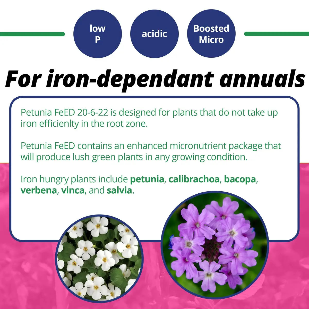 Jack's Classic 20-6-22 Petunia Feed Water-Soluble Fertilizer 10lb | Iron & Micronutrients for Lush Growth - view 4