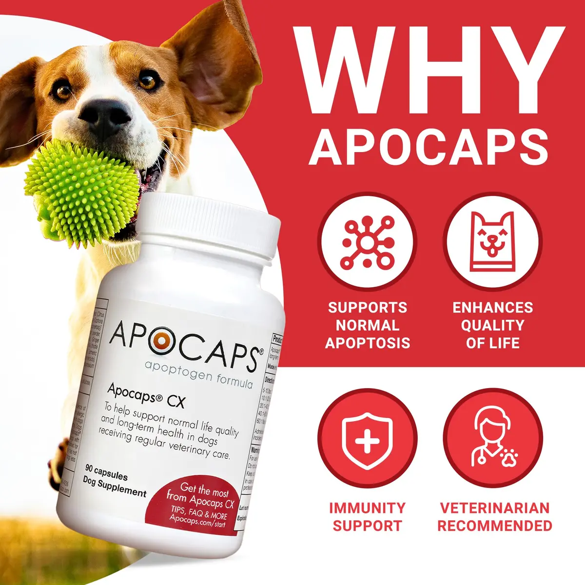 Apocaps CX Apoptogen Formula for Dogs 90 Capsules | Vet-Formulated Immune & Liver Support - view 2