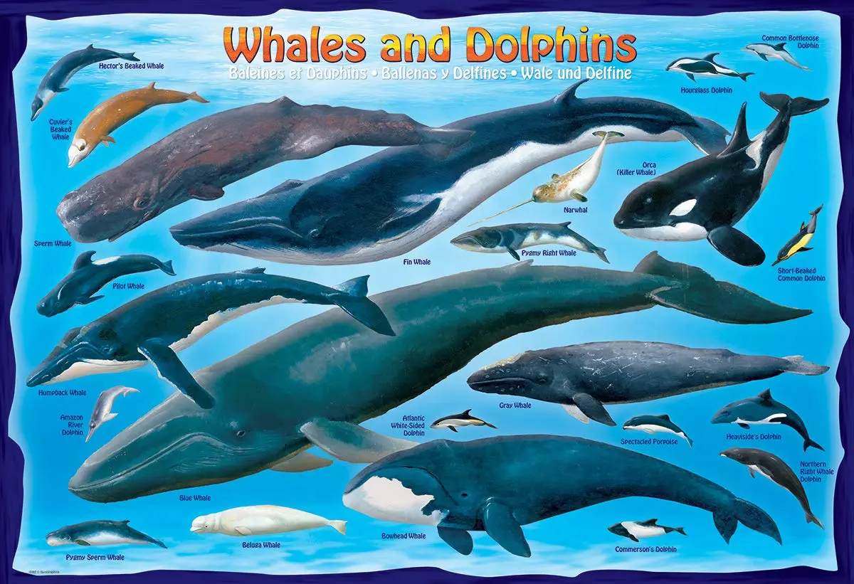 EuroGraphics Whales & Dolphins 100 Piece Jigsaw Puzzle 38.1 cm x 27.9 cm | Educational Toy Made in USA - view 2