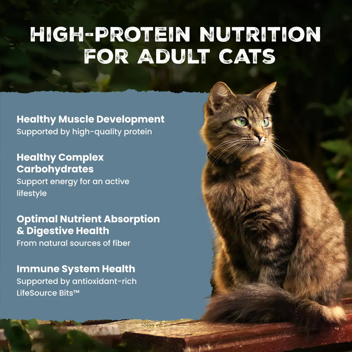 Blue Buffalo Wilderness Salmon Adult Dry Cat Food, Grain-Free, 11 lb | High-Protein Salmon Recipe for Adult Cats - view 3