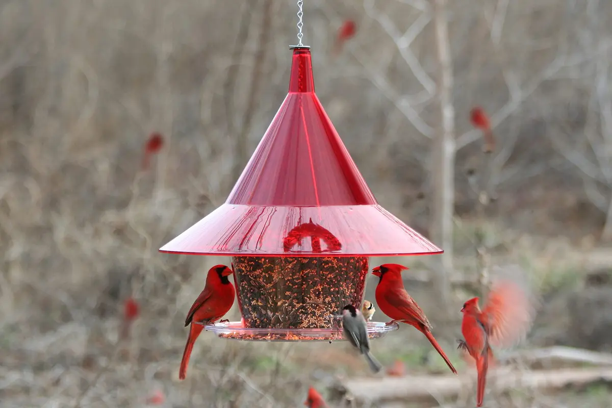 Sky Cafe Squirrel Proof Bird Feeder for Outside - Very Large, 17 in. Diameter, 1.5 Gallon Birdseed Capacity | Made in USA - view 3