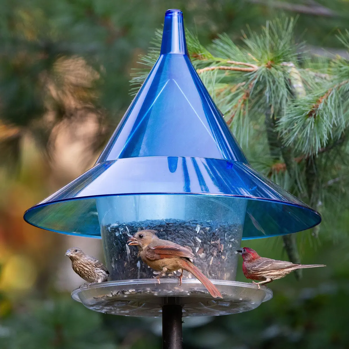 Sky Cafe Squirrel Proof Bird Feeder for Outside | Large, 17 in. Diameter, 1.5 Gallon Capacity, Made in USA - view 3