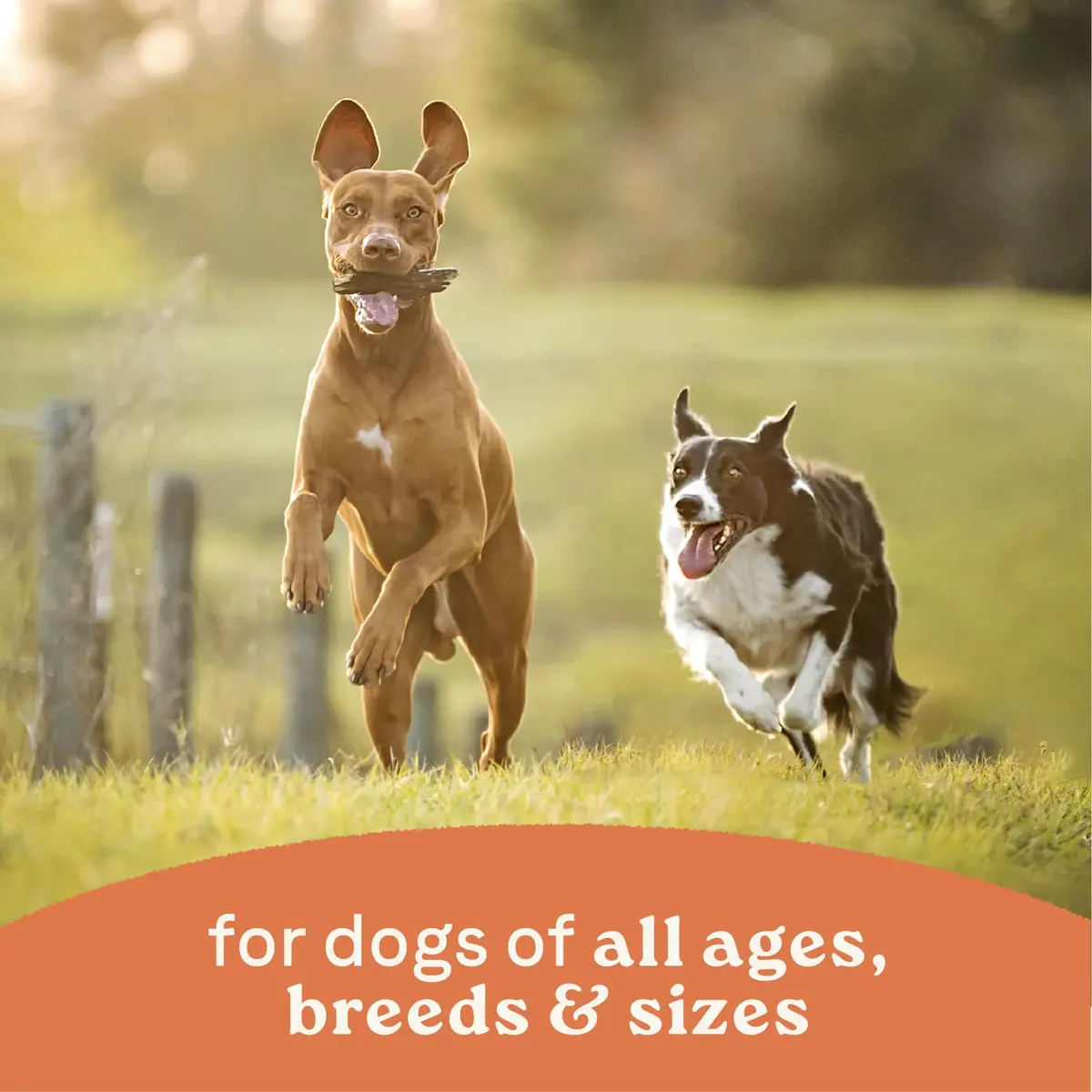 CANIDAE All Life Stages Wet Dog Food, Chicken & Rice, 13 oz, 12 Pack | Complete Nutrition for All Dogs - view 4