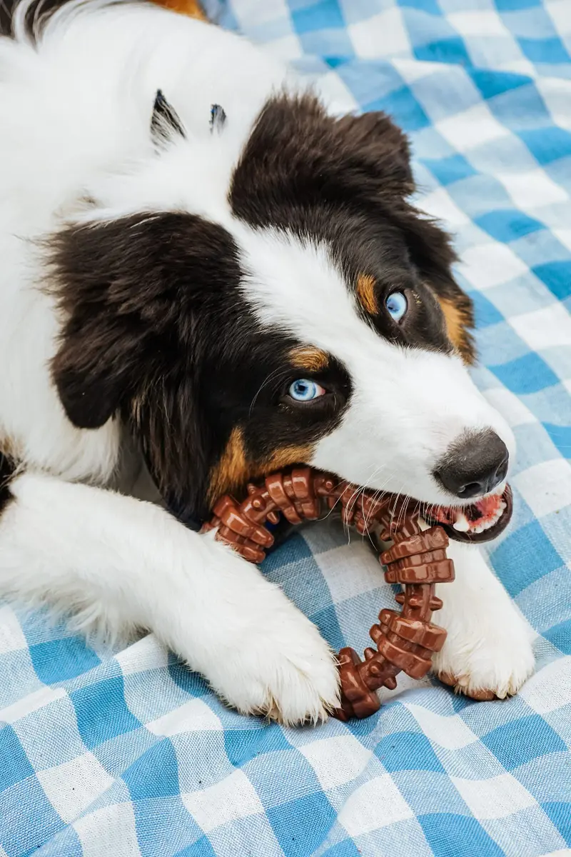 Nylabone Textured Ring Power Chew Toy for X-Large Dogs 50+ lbs | Durable Nylon Chew Toy for Aggressive Chewers - view 2