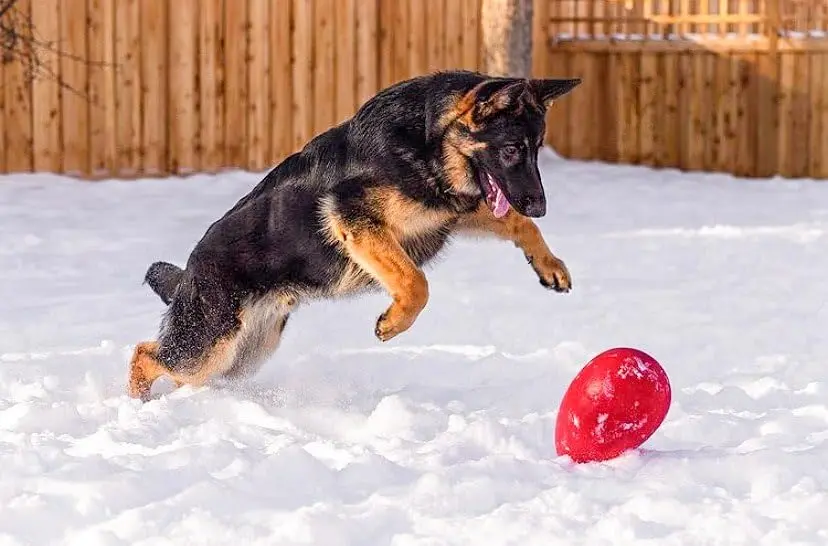 Jolly Pets Jolly Egg Dog Toy Medium 8 Inches Red | Erratic Motion Fetch & Float Toy - view 4