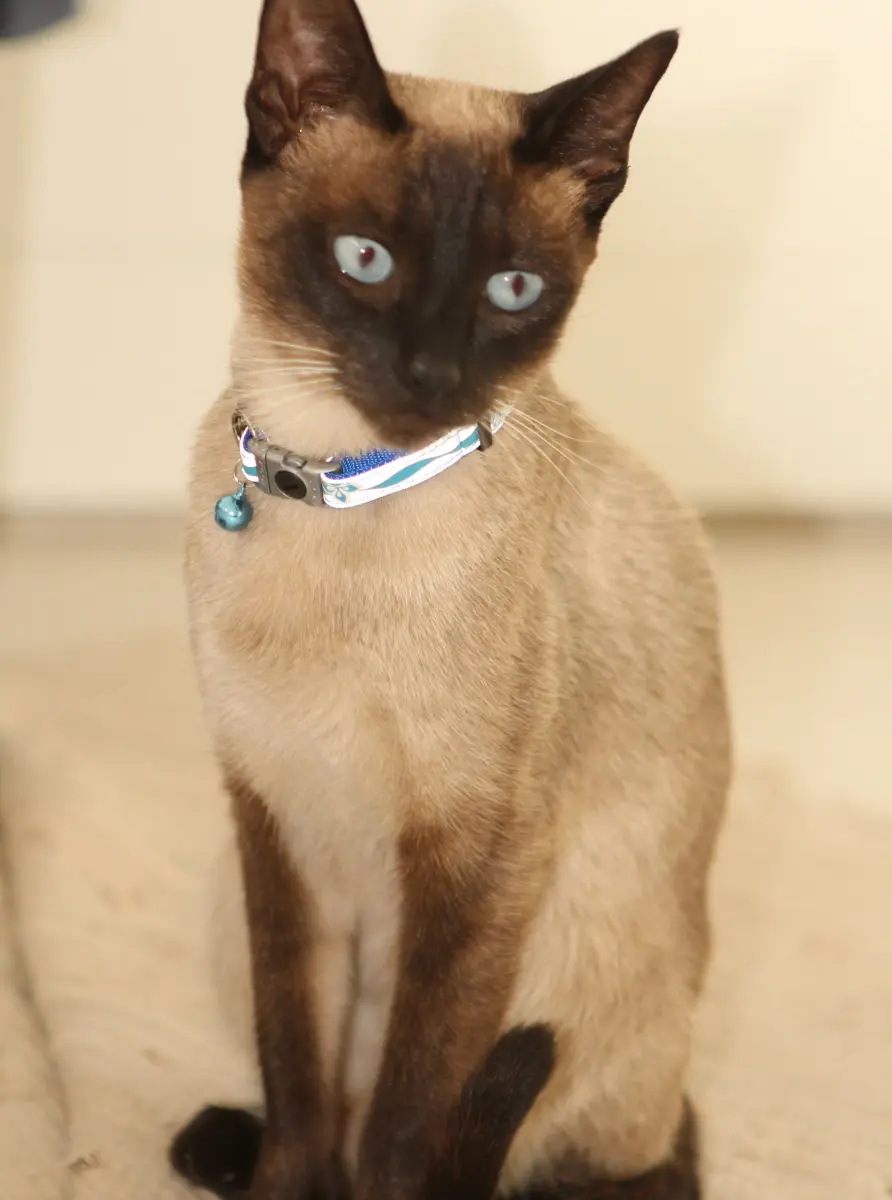 Rogz Reflective Cat Collar with Breakaway Clip and Removable Bell, 3/8" Wide, 8-12" Neck Size | Safety Buckle for Cats - view 2