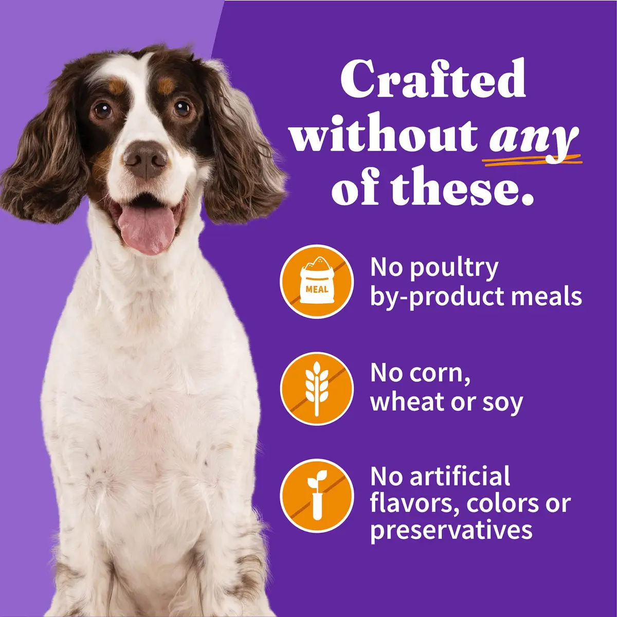 Halo Wet Dog Food, Real Chicken in Broth Recipe, 5.5 oz Can | Complete Nutrition for Adult Dogs - view 6