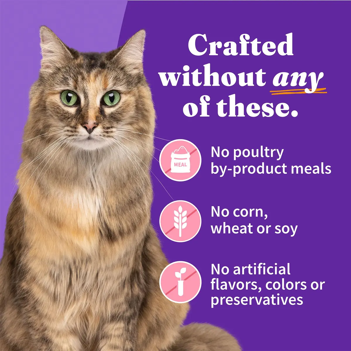 Halo Soft Pate Wet Cat Food, Salmon in Broth, 5.5 oz Can, 12-Pack | Grain-Free, Complete Nutrition for Adult Cats - view 5