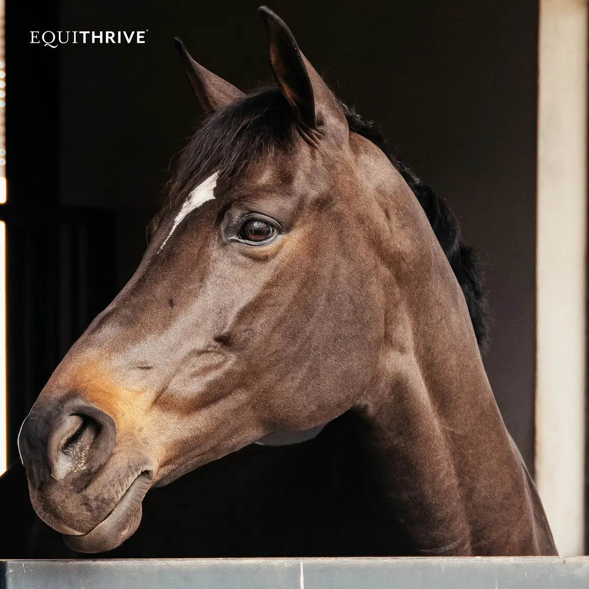 Equithrive Original Joint Powder Horse Supplement, 2 lbs | Supports Soundness & Mobility - view 7