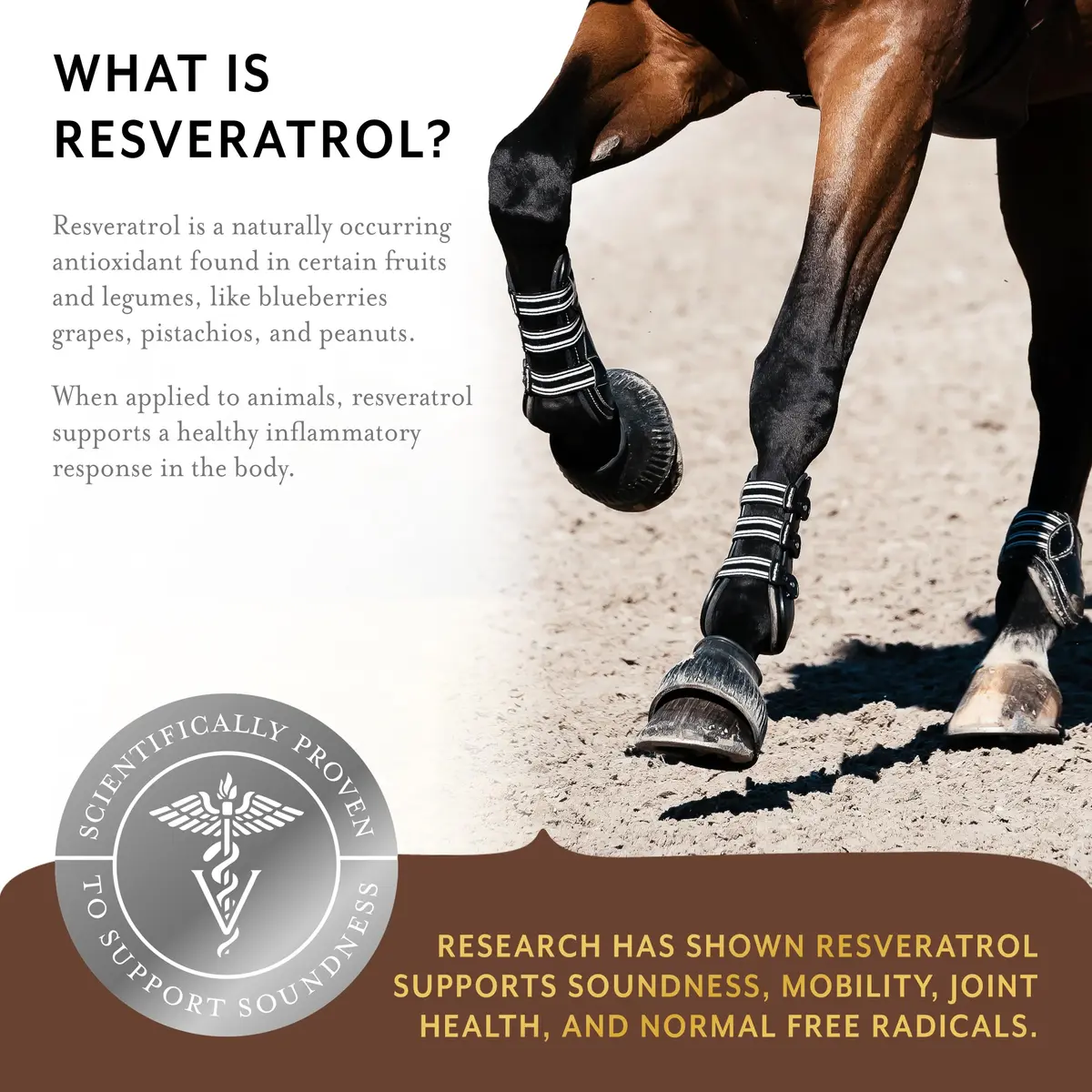 Equithrive Original Joint Powder Horse Supplement, 2 lbs | Supports Soundness & Mobility - view 4