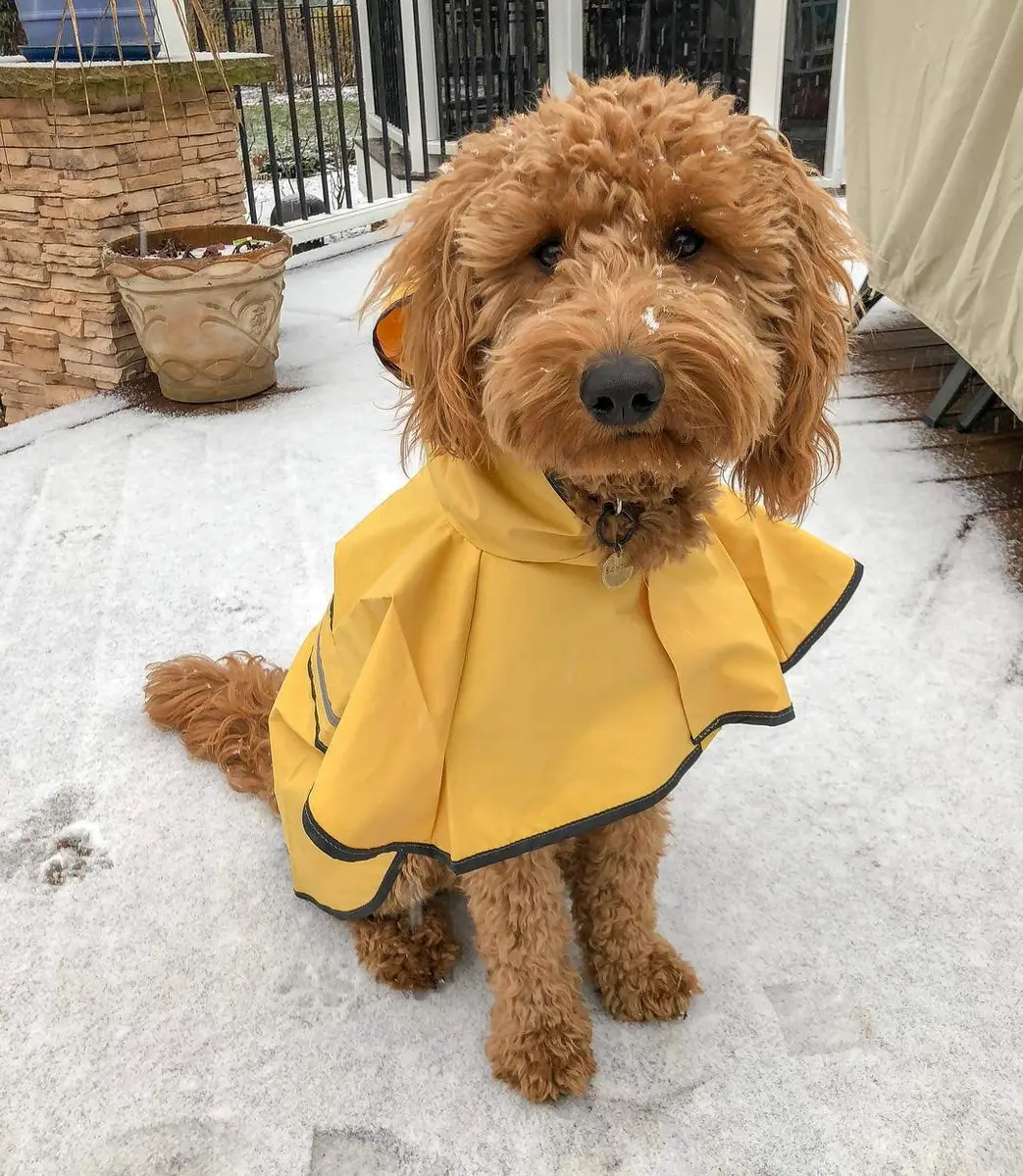 Fashion Pet Raincoat X-Small | Water Resistant Yellow Dog Rain Jacket with Hood & Reflective Strips - view 5