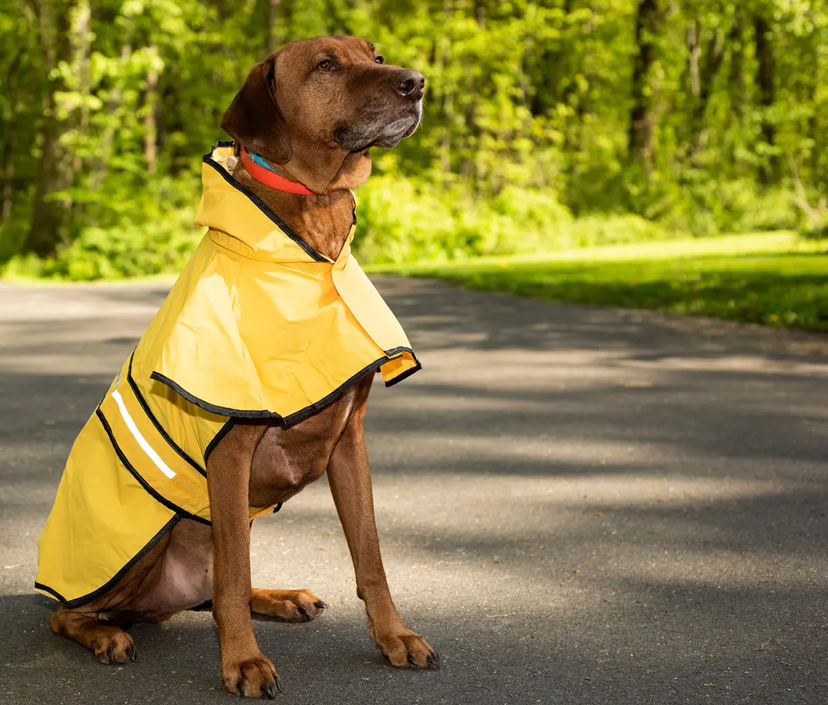 Fashion Pet Raincoat X-Small | Water Resistant Yellow Dog Rain Jacket with Hood & Reflective Strips - view 7