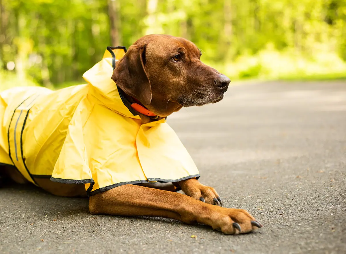 Fashion Pet Raincoat X-Small | Water Resistant Yellow Dog Rain Jacket with Hood & Reflective Strips - view 8