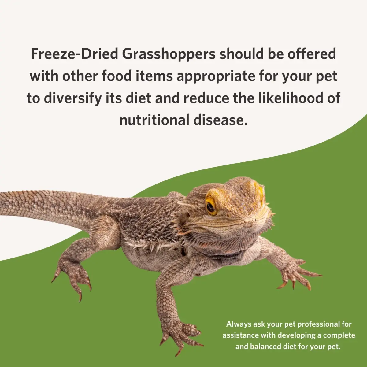 Fluker's Freeze Dried Grasshoppers 48g (1.7 oz) | Nutrient-Packed Reptile Food - view 5