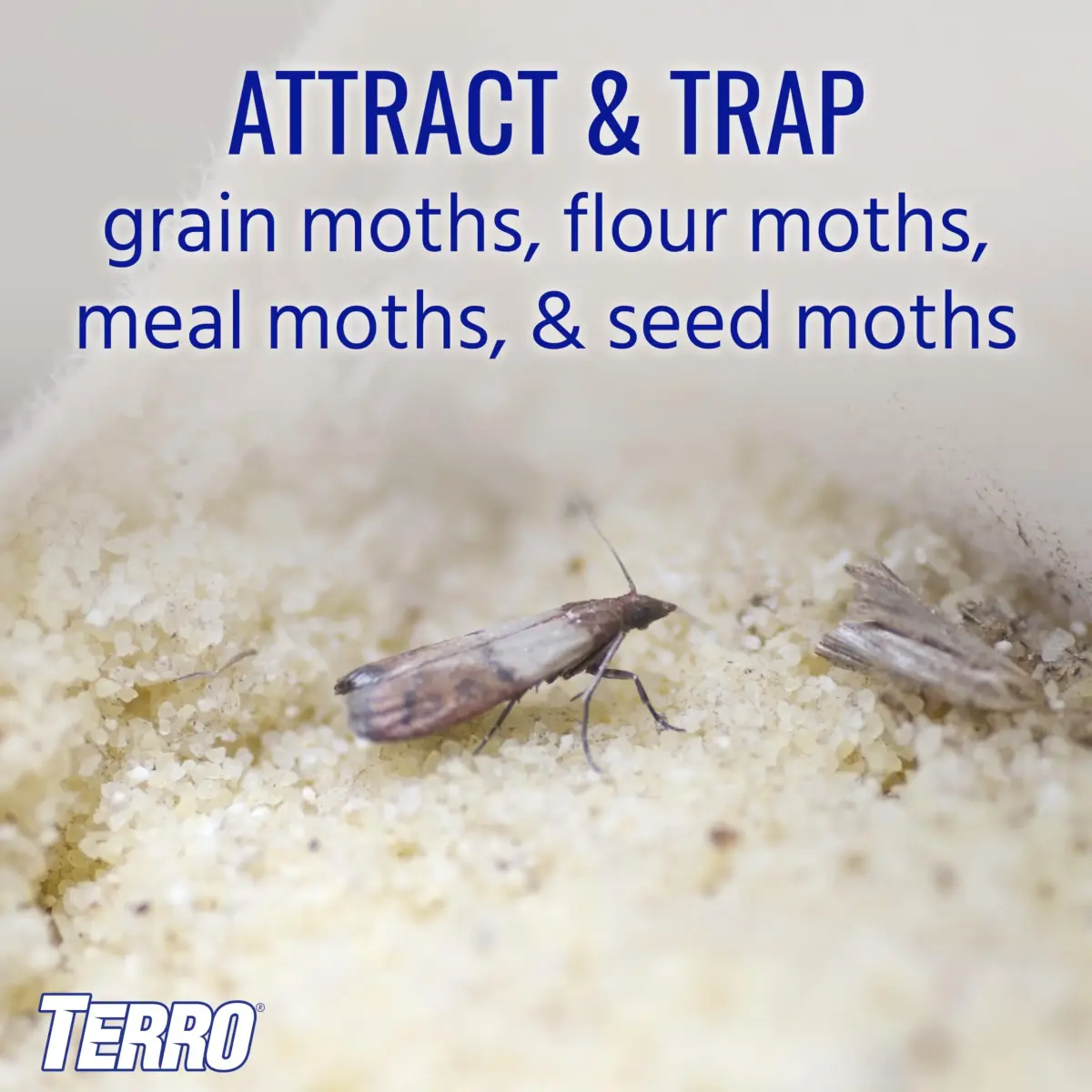 Terro Pantry Moth Traps - 2 Pack | Attracts & Traps Grain, Flour, Meal, Seed Moths - view 2