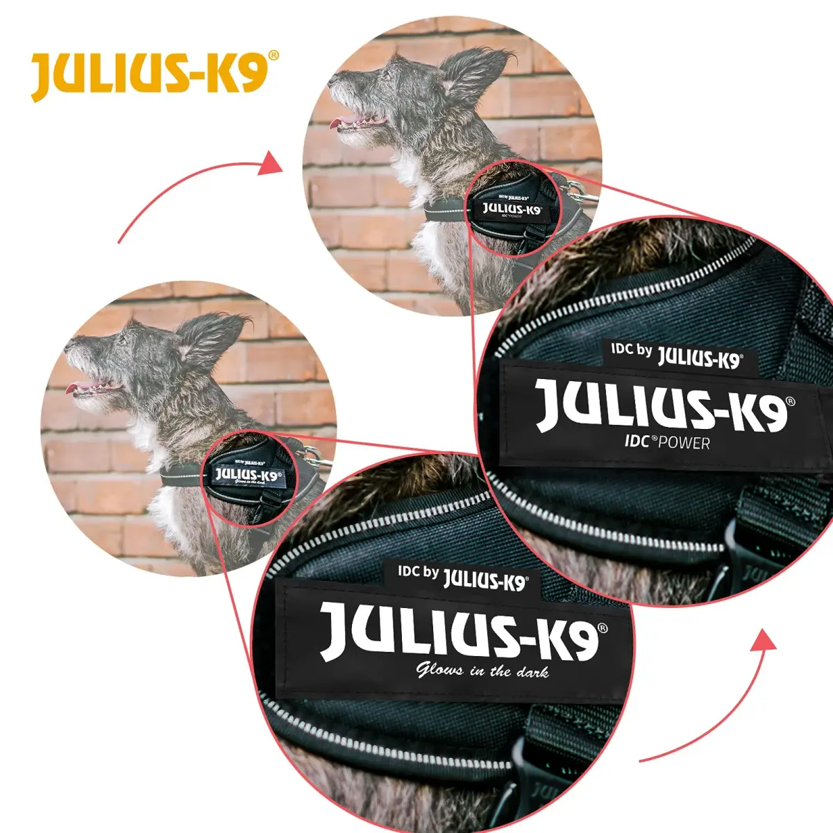 Julius-K9 IDC Powerharness Dog Harness, Baby 2 (2XS) Blue | 13-17.5 inch Chest, 4.5-11 lb Dog - view 4
