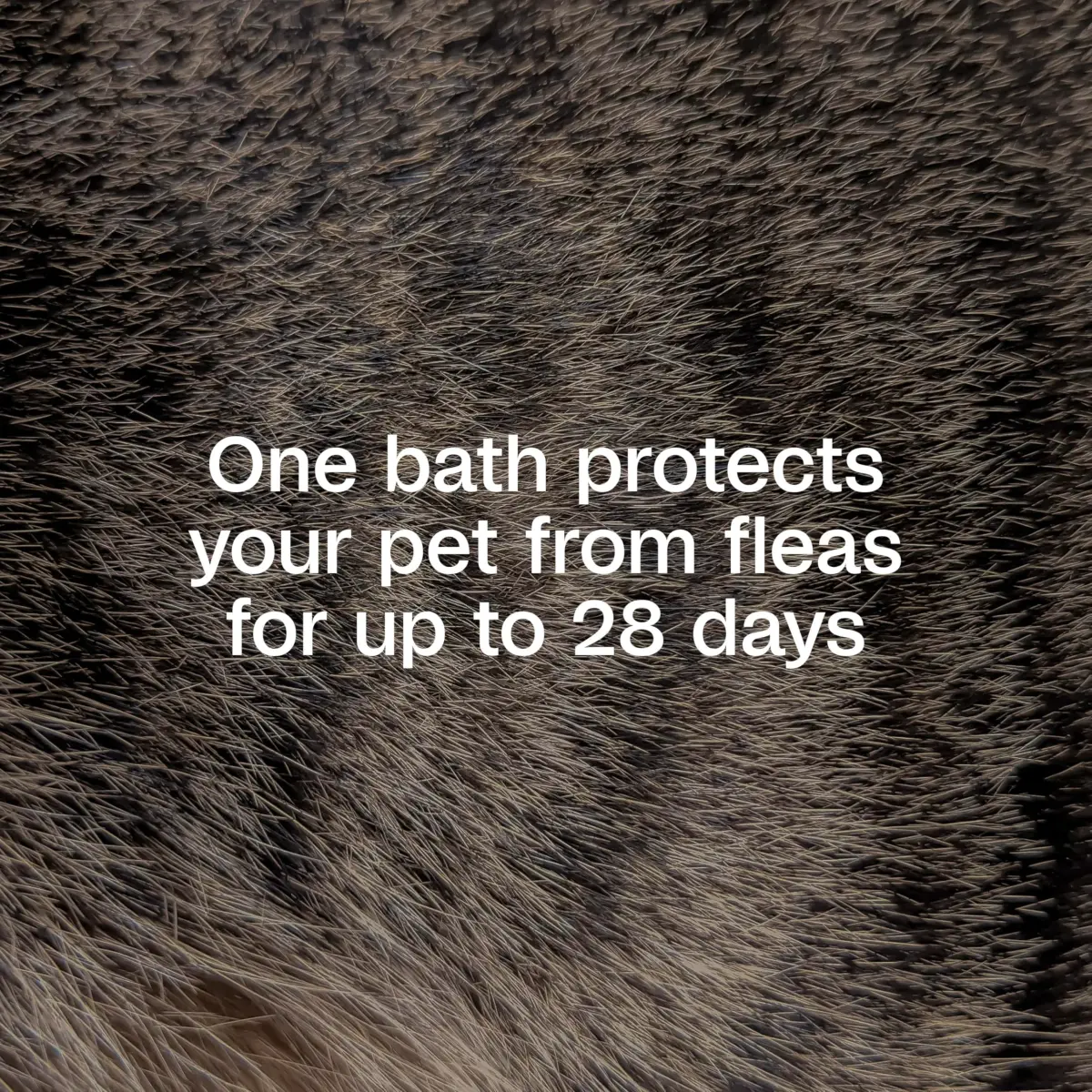 ADAMS Plus Flea & Tick Shampoo with Precor for Dogs, Cats, Puppies & Kittens, 355ml (12 Fl Oz) | Kills Fleas, Eggs, Ticks & Lice - view 3