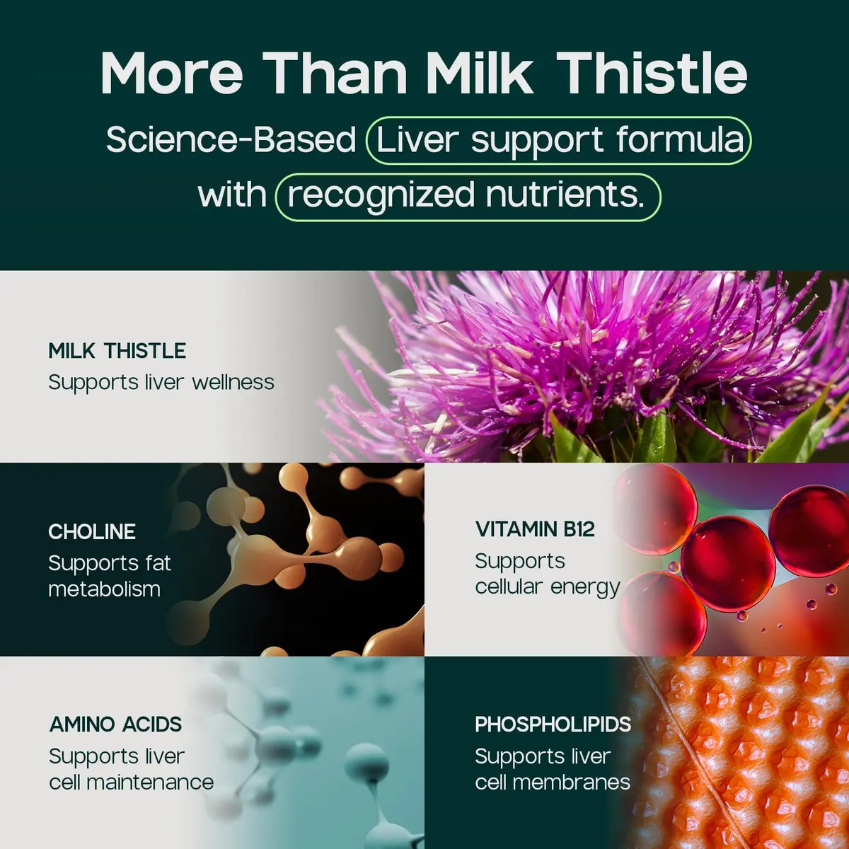 LIVERITE Liver Aid 2-Pack 150 Capsules | Supports Liver Function & Energy - view 5