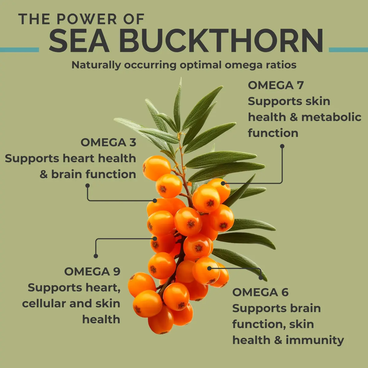SEABUCKWONDERS Organic Sea Buckthorn Oil Omega-7 Complete, 60 Softgels | Supports Skin & Immunity - view 4